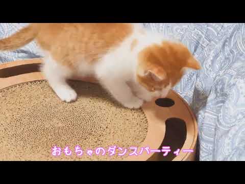 おもちゃのダンスパーティー　ついなちゃん＆花隈千冬