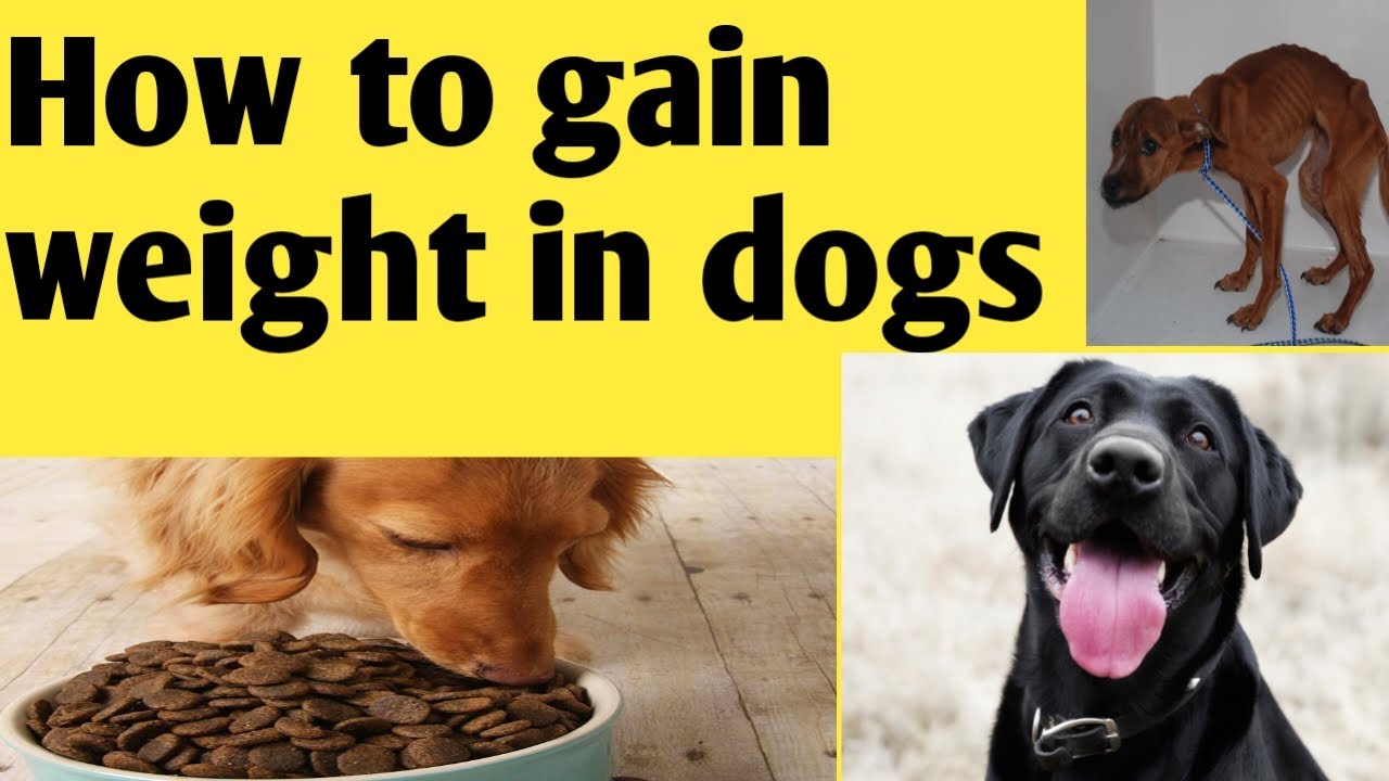 How to gain weight in dog |Healthy dog |Tips @allaboutvetDrcathleen