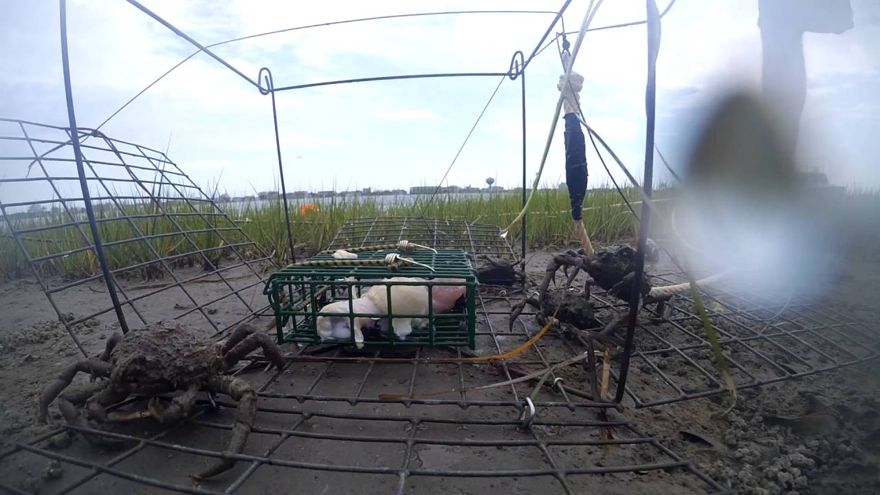 Camera Trap Adventure!