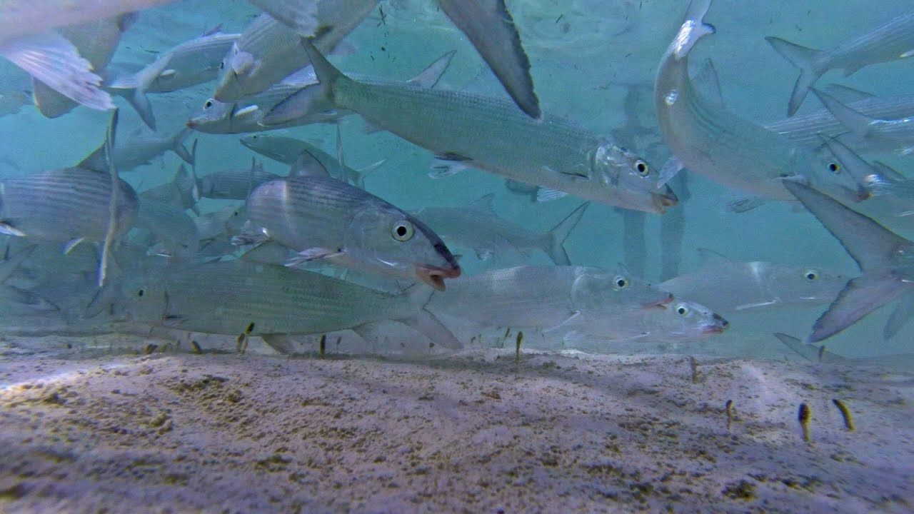 Bonefish Tagging: South Andros: BTT: CEI: Deneki