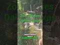 Crocodiles Eat People?! You Won't Believe What's On Their Menu! #Dallas #Zoo #SocialStory #shorts