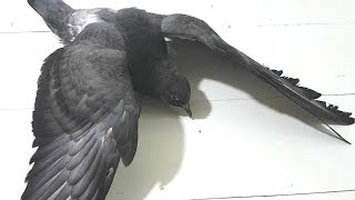 ГОЛУБЬ со СЛОМАННОЙ ЛАПКОЙ. Пытаемся спасти. ГОЛУБЬ со СЛОМАННОЙ ЛАПКОЙ. Пытаемся спасти.