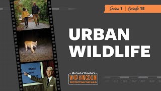 Urban Wildlife | Mutual of Omaha&#39;s Wild Kingdom Protecting the Wild