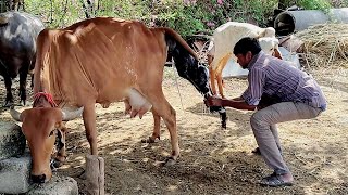 Cow Giving Birth Amazing Cow Giving Birth Calf Village Life In Gujarat