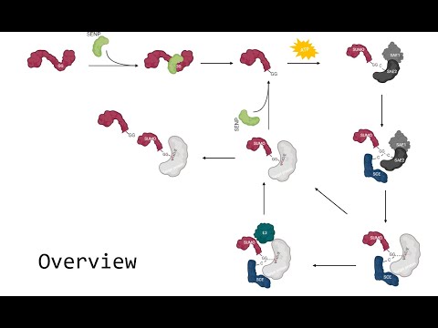 Video: La Modifica Di SUMO3 Da Parte Di PIAS1 Modula La Distribuzione E La Stabilità Cellulare Del Recettore Degli Androgeni