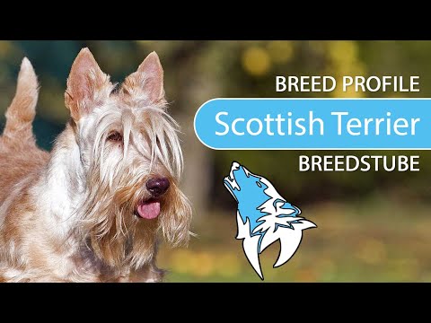Video: Anjing Scottish Terrier Breed Hypoallergenic, Kesehatan Dan Masa Hidup