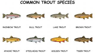 Every Trout Species Explained