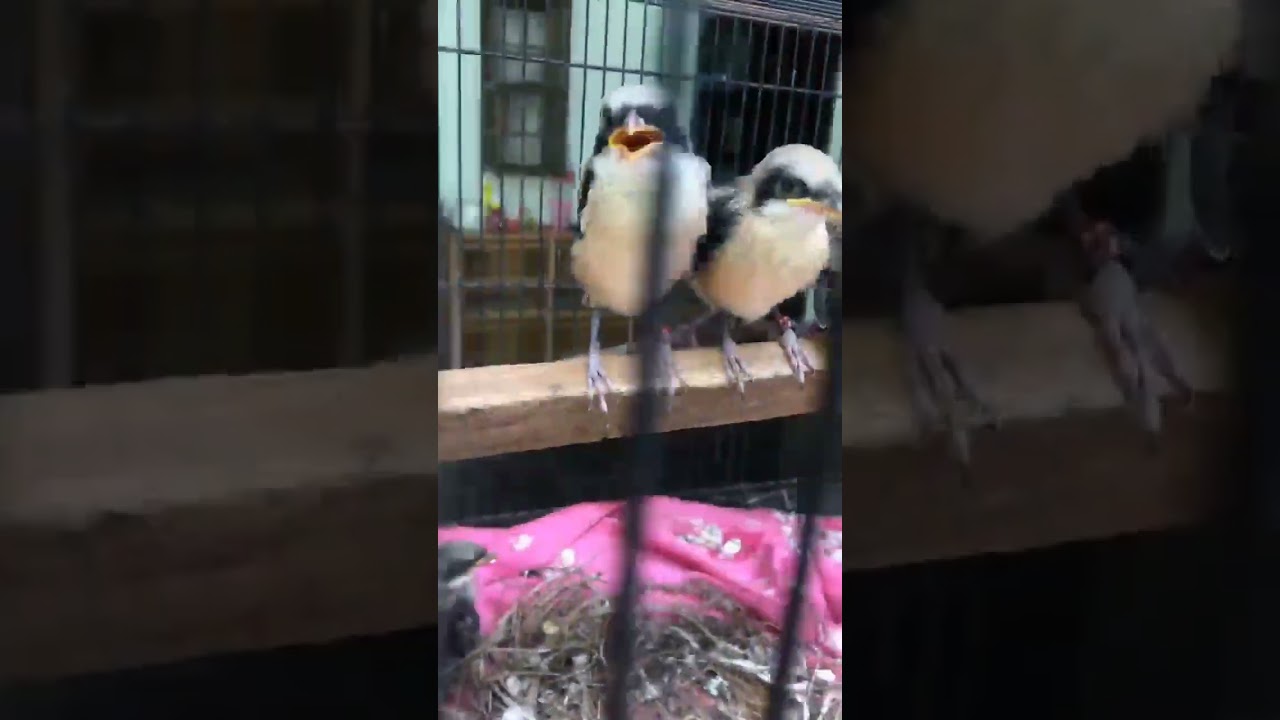 baby birds start to learn to be independent 