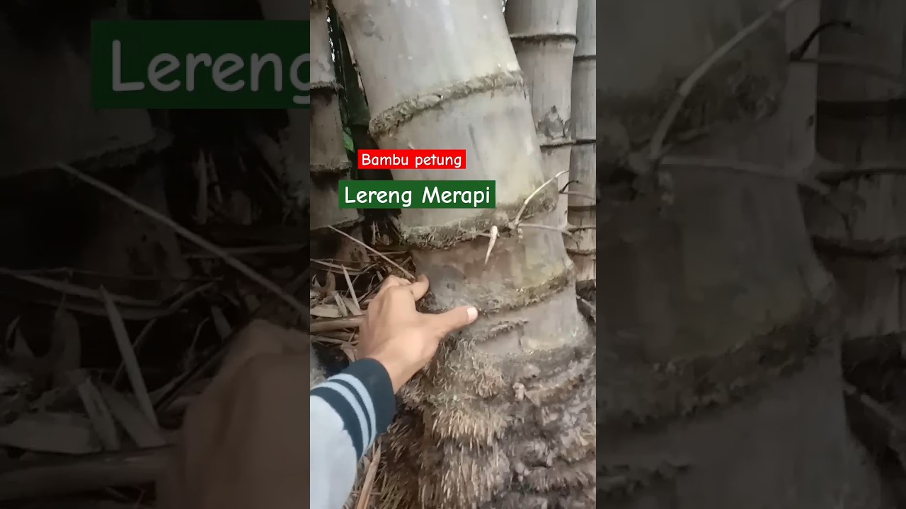 bambu petung pegunungan 