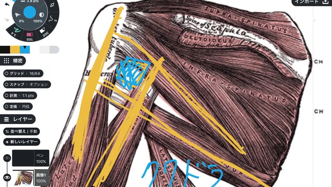 肩の痛みに関係する解剖学と神経を解説してみた