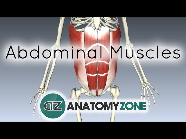 Muscles of the Anterior Abdominal Wall - 3D Anatomy Tutorial 