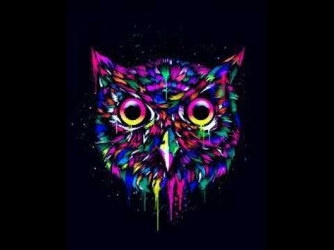 mr owl Live Stream