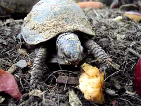 lizard skin grips Box turtle munches on apple
