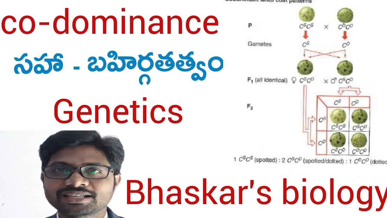 Co dominance intermediate second year botany important questions