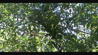 3 for 1 swarms_0001.wmv