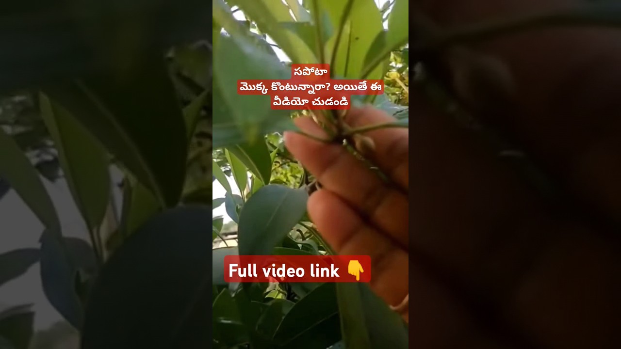 సపోటా మొక్క పెంచడం ఇంత ఈజీనా !!Sapota plant care || how to identify grafted plant 