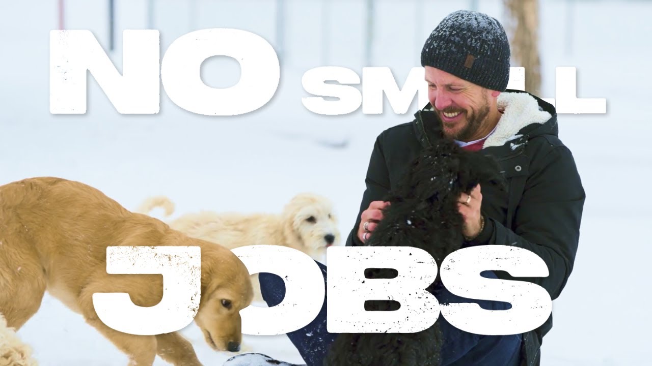 Estos perros devuelven la independencia a las personas | No Small Jobs