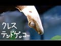 クレステッドゲッコー 飼い始めました。#1