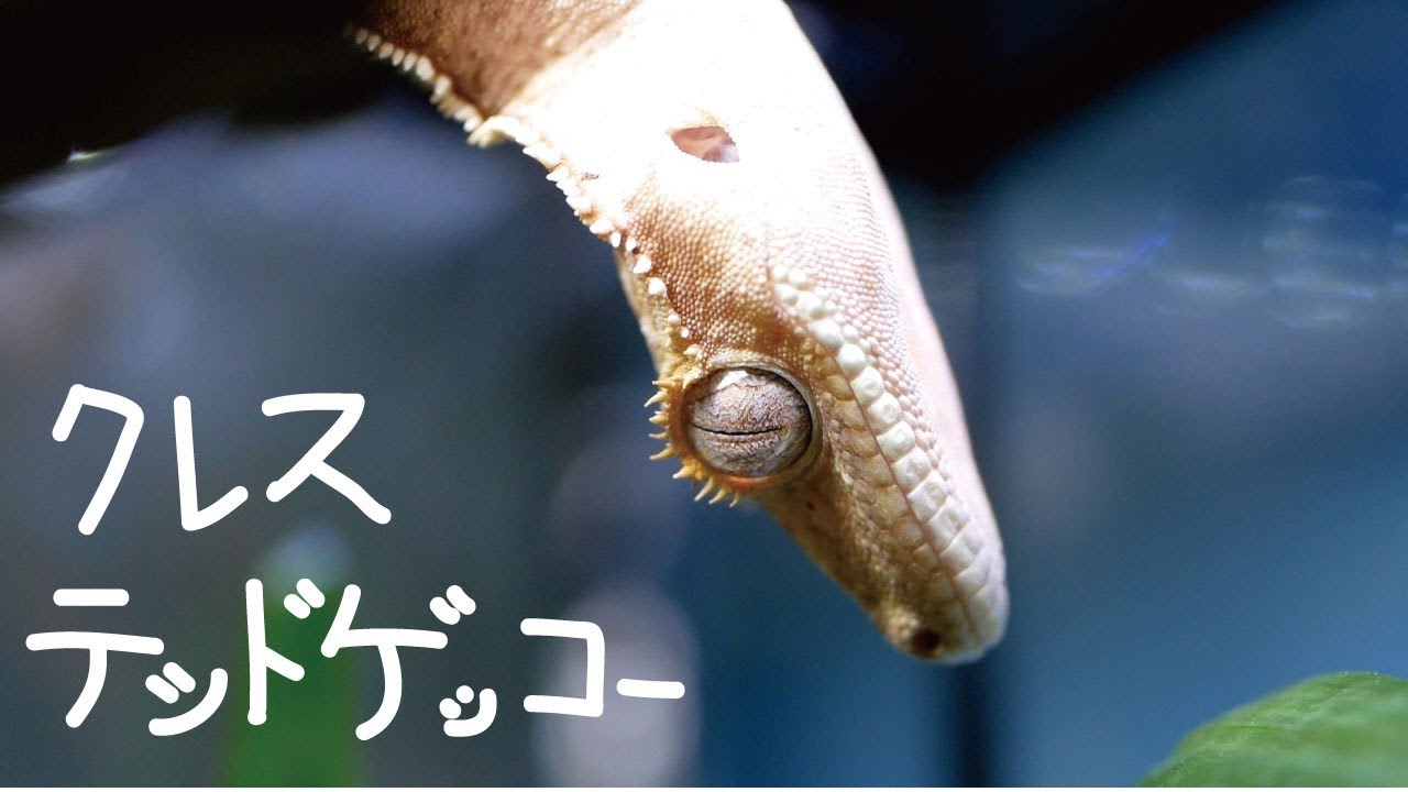 クレステッドゲッコー 飼い始めました。#1