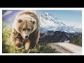 Grizzly bears and wolves in Alaska are now more vulnerable