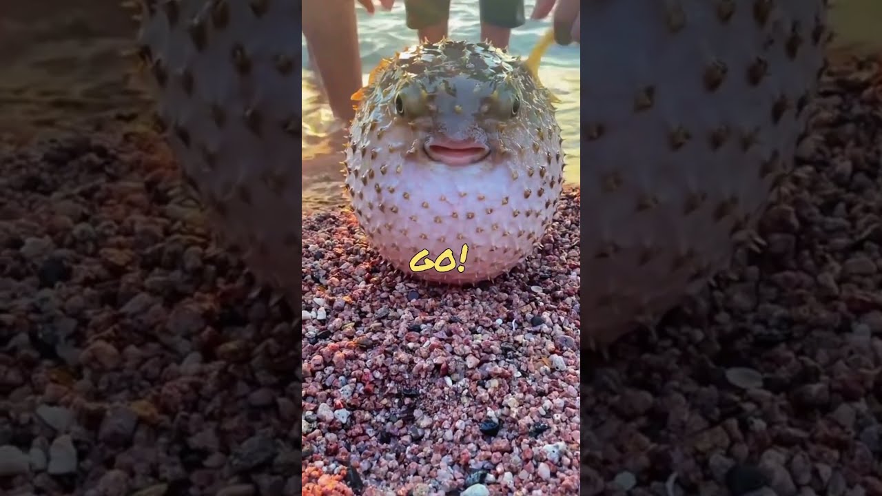 Funny Animal Videos 2023 Comedy Voiceover 12 