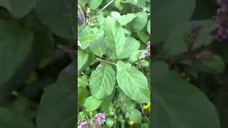 Common Lilac And Villosa Lilac Compared Side By Side