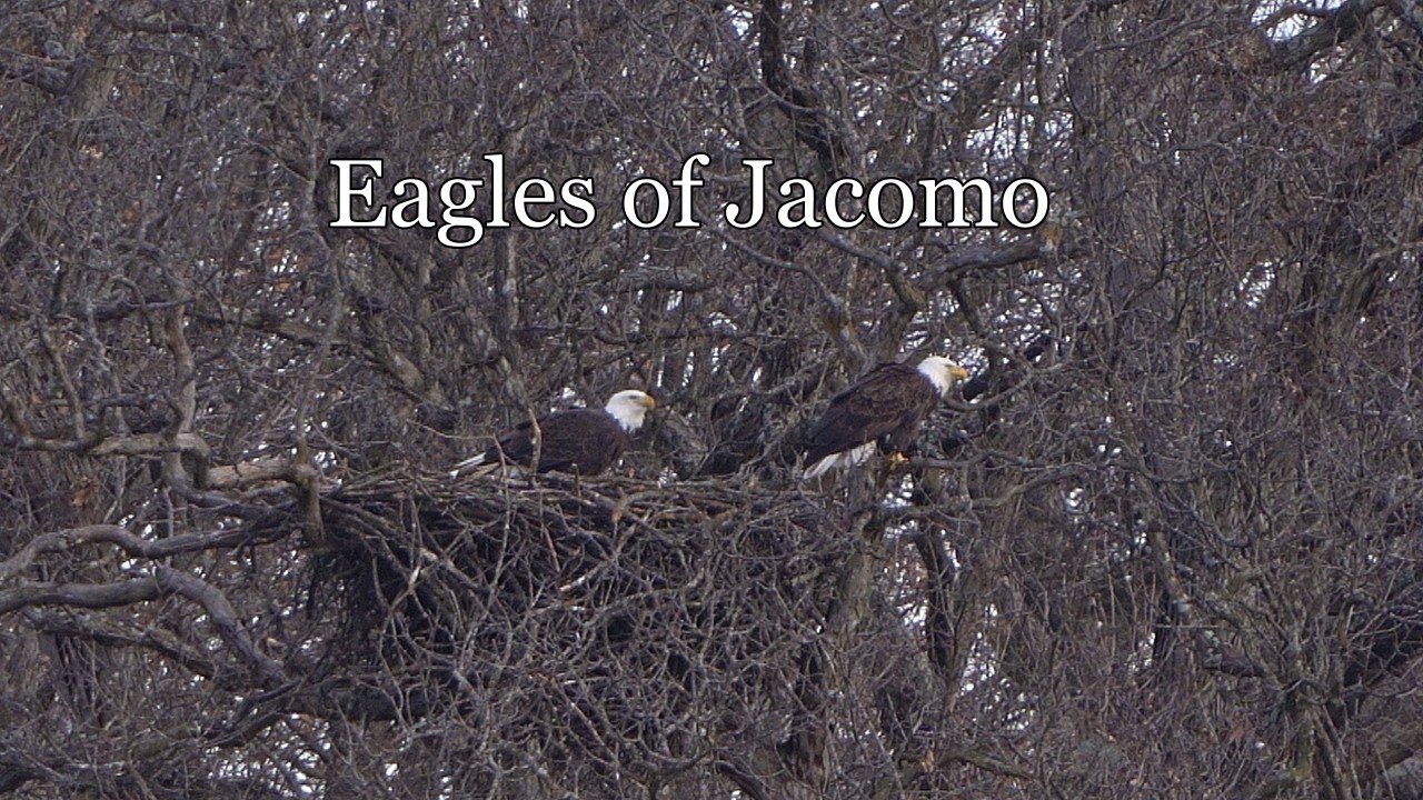Eagles of Jacomo