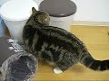 入るねこ。