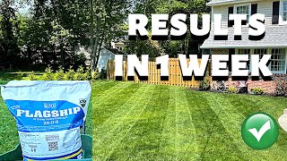 You Won’t Believe The RESULTS I Got From Applying FLAGSHIP Fertilizer On My Lawn!