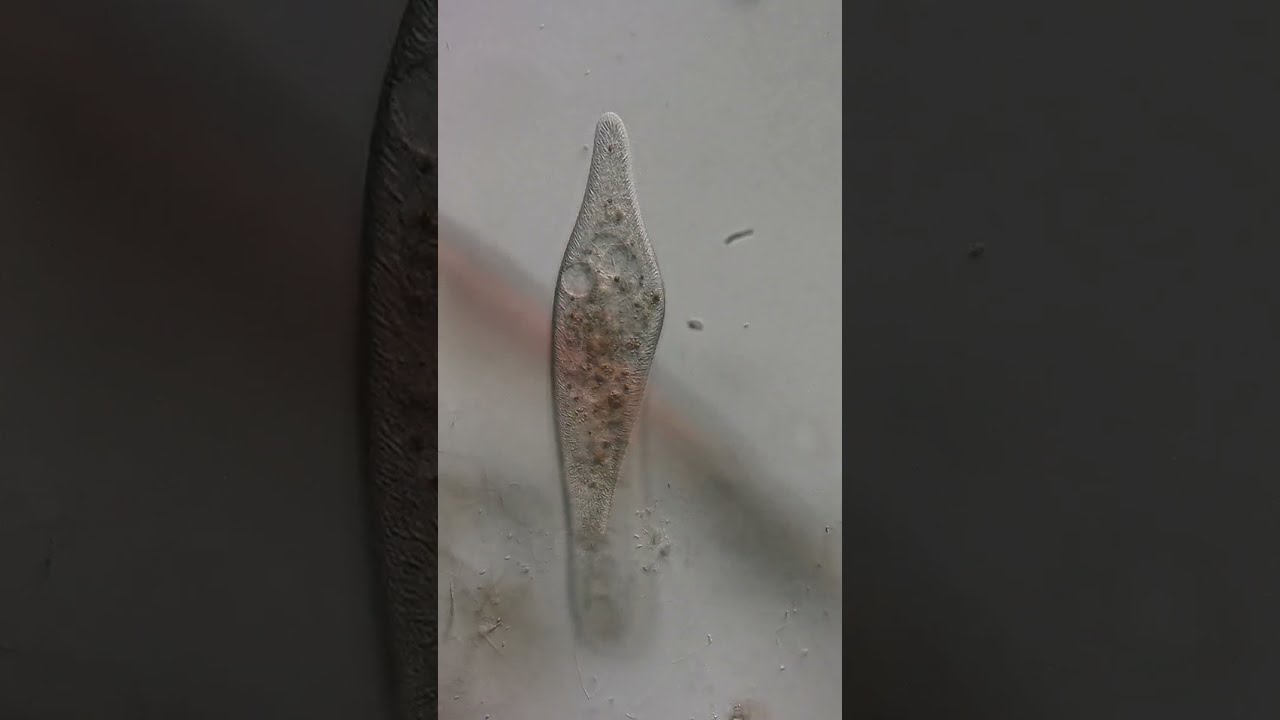 microscopy video - ciliate paramecium