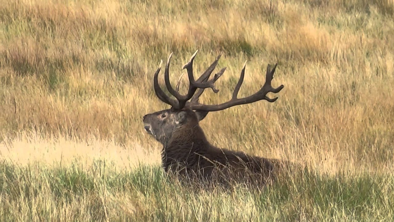 Red deer grunt YouTube
