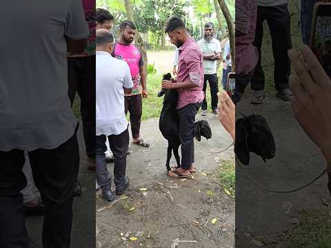 কৃত্রিম প্রজননের ক্ষেত্রে ছাগল ধরার নিয়ম #reels #viral #reelvideo #cow