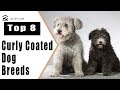 Top 8 Curly Coated Dog Breeds - Curly Haired Dog Breeds の動画、YouTube動画。