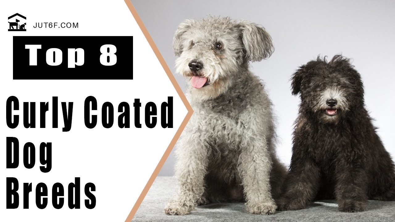 big curly haired dog breeds