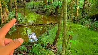 I Really Don t Like How Mother Beaver Dam Number 2 Area Is Looking