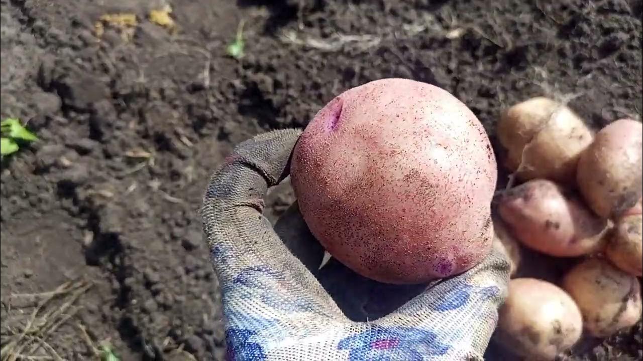 Снегирь. Ранний вкусный сорт картофеля. 2024 год. - YouTube