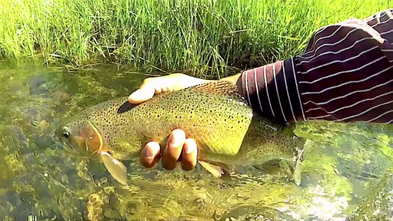 Northern California Fly Fishing pt. 2 July 2017 YouTube