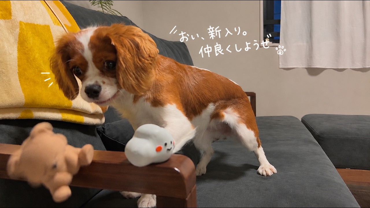 さるっち様❤キャバリアキングチャールズスパニエル♡メモリアル オブジェ♡ YouTube