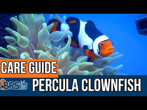 Video: základy chovu klauna percula