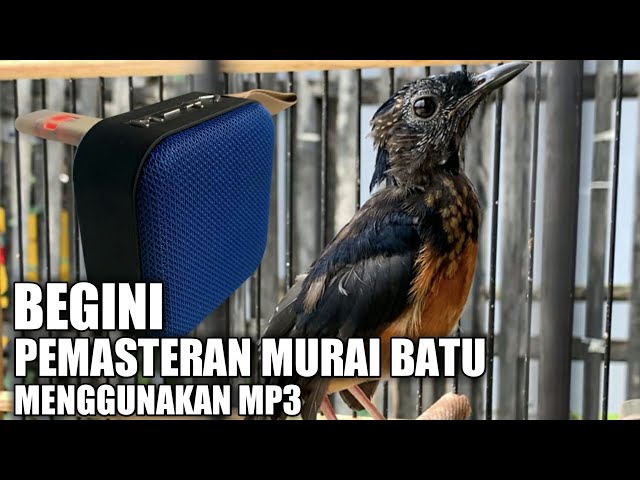 Cara Pemasteran Murai Batu Trotol Agar Mudah Masuk Menggunakan Mp3 class=