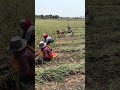 #farming #vlog #kshipra #kisan #explore #agriculture #pyaj #season #dewas #indore #indoremandi #yt