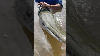 MUDDY CREEK, MASSIVE FISH!! #CreekFishing #KayakFishing #Catfish #AlligatorGar