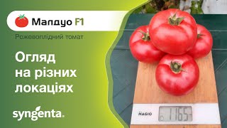 Рожевоплідний томат Малдуо F1: огляд гібрида на різних локаціях