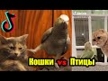 Ласковые Кошки vs Противние Птицы😹😻