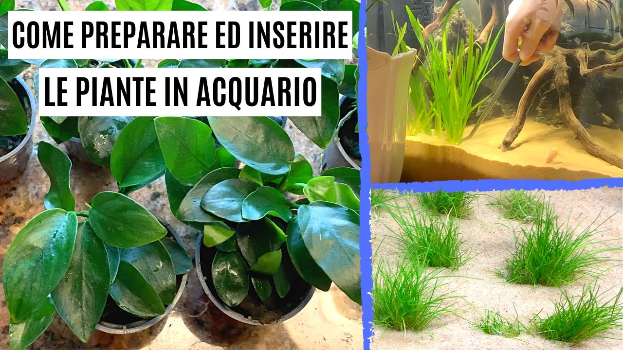 Come preparare ed inserire le PIANTE in ACQUARIO 🌱 + Unboxing - YouTube
