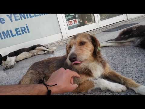 Video: Köpeğini Nasıl Seversin