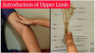 Basic Introduction of Upper limb, Shoulder joint, elbow, forearm practically