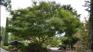 SEIRYU JAPANESE MAPLE - JAPANESE MAPLES