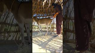 Crazy Man With Donkey