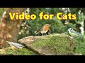 Birds for Cats to Watch ~ Mossy Rock Adventure ⭐ 8 HOURS ⭐